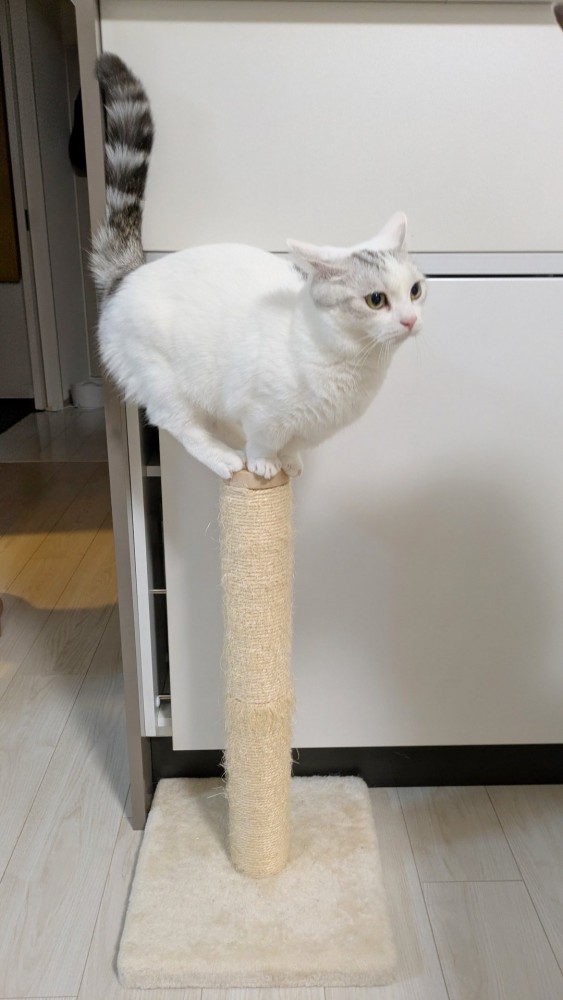 しっぽを上げて爪とぎポールのてっぺんに乗る猫の姿