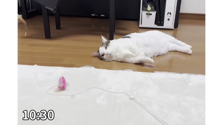 室内にいる猫