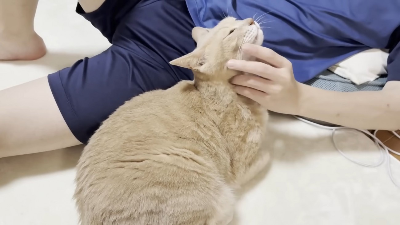 ネイビーのシャツ＋濃いネイビーのハーフパンツ姿の息子さんに顎下を撫でられる猫ちゃん