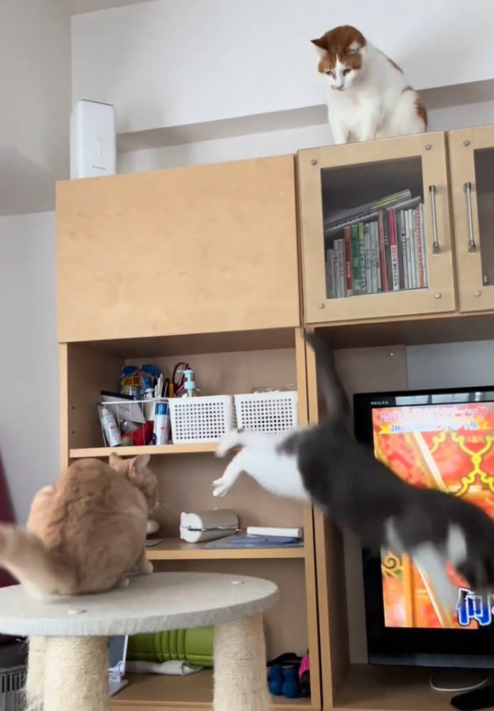 落ちるグレー白猫