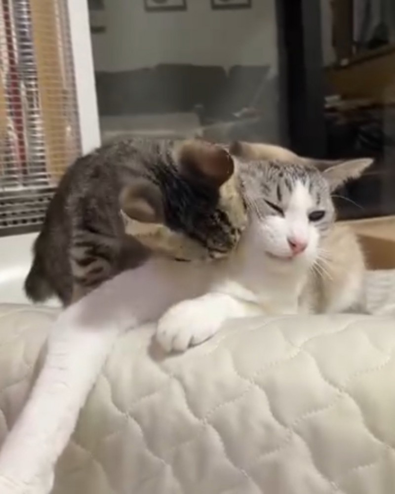 三毛猫の首に甘噛みするキジトラ柄の子猫