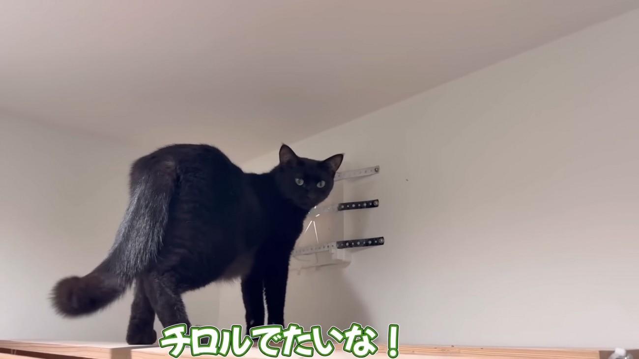 パパさんに話しかけられるチロルちゃん