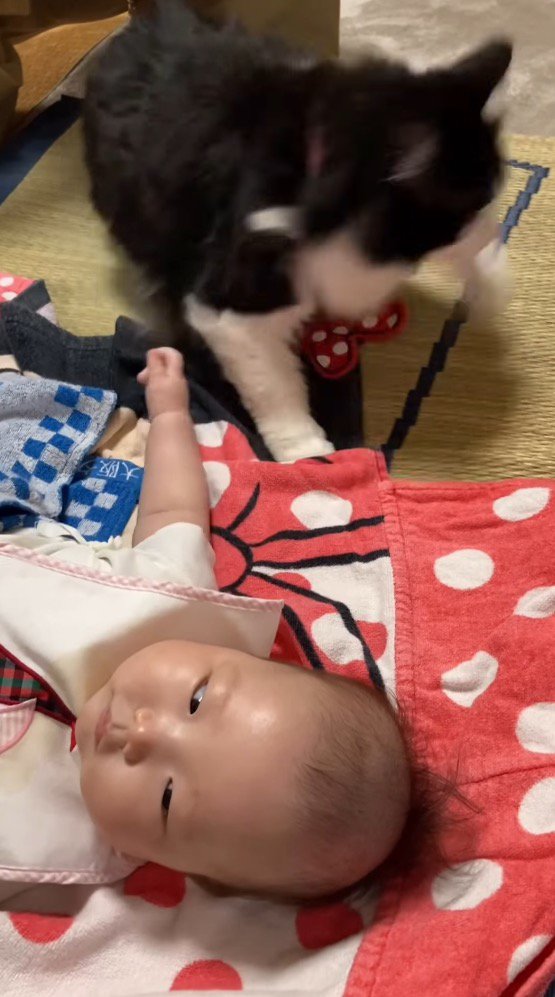 驚いて立ち上がる猫