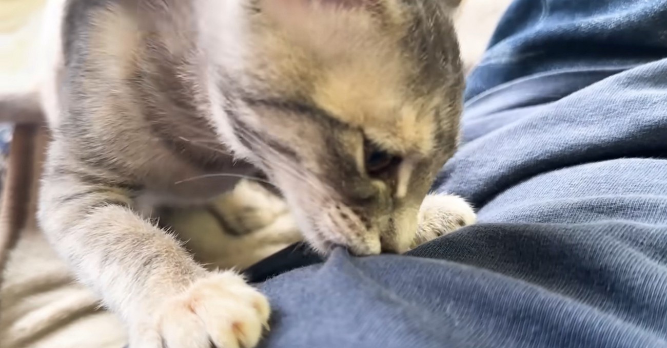 吸いつく猫