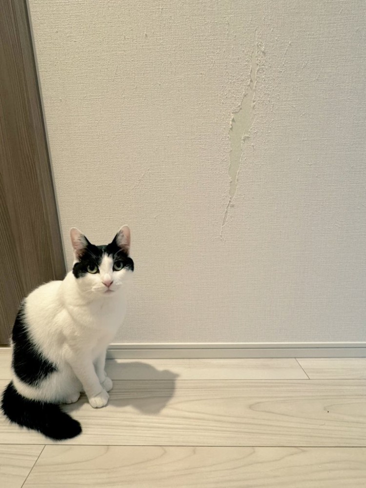 壁の前で座る猫