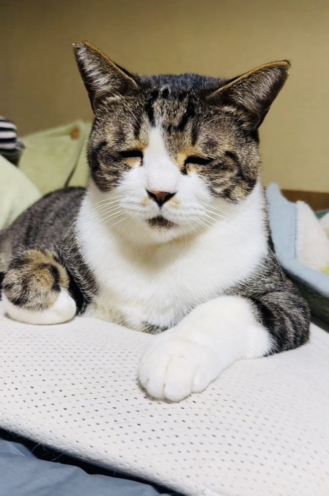 布団の上で眠いのを我慢するキジ白猫