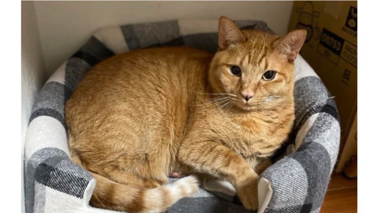 ねこベッドと猫