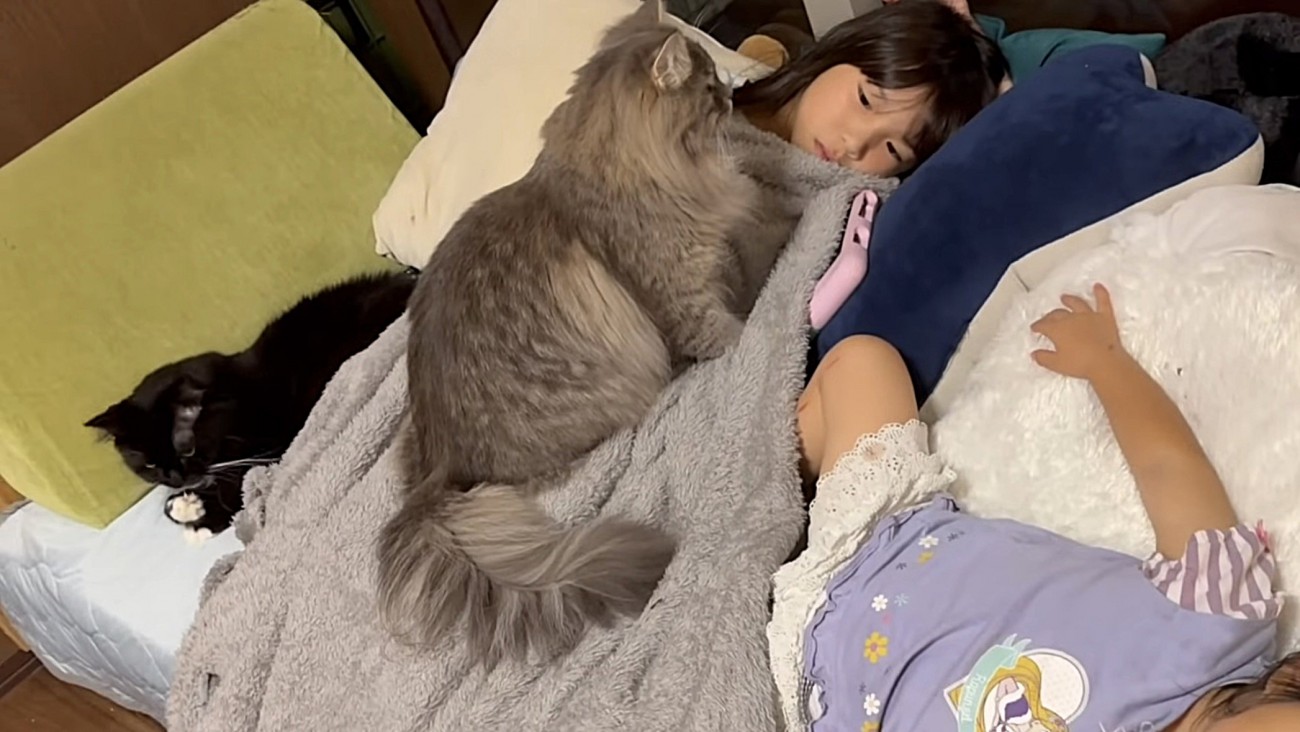 ジッと姉の顔を見る猫（横顔ver.）