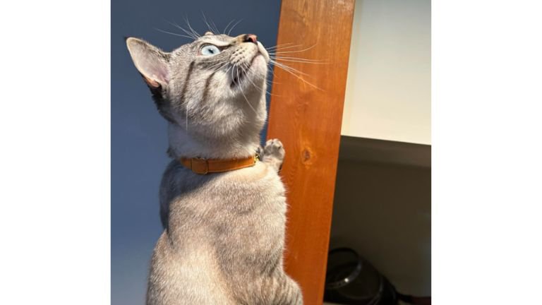室内にいる猫