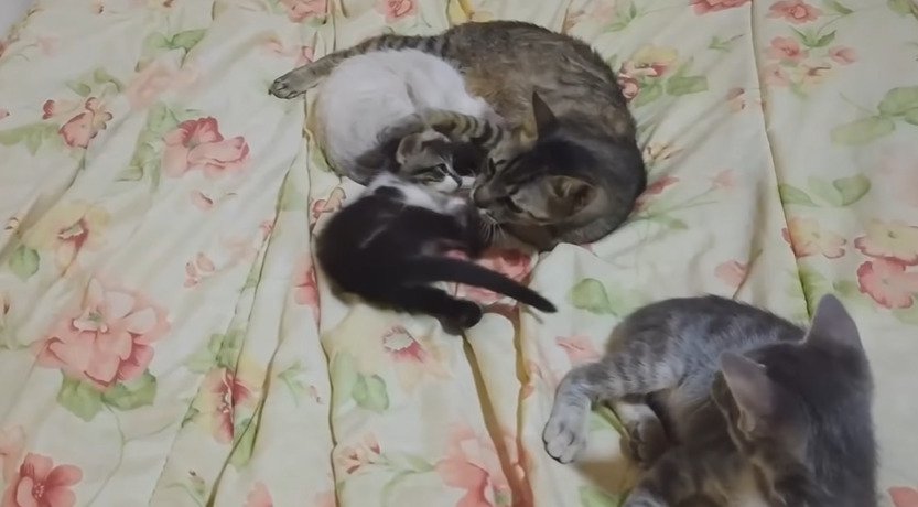 ベッドに寝る4匹の猫