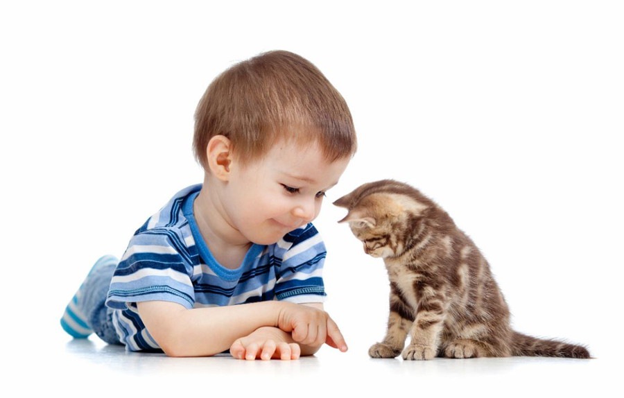 猫の名前のおすすめランキングと付け方のコツ！