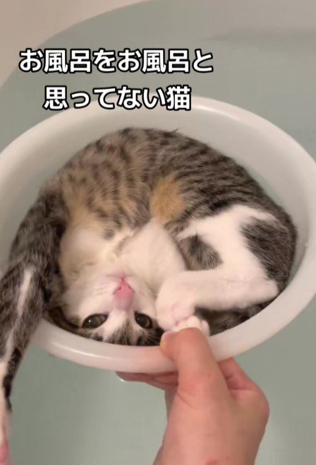 洗面器に入った子猫