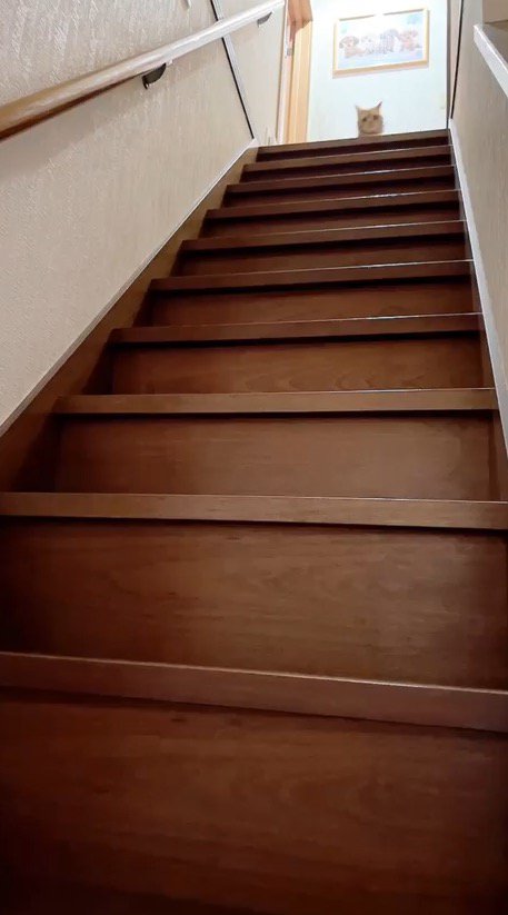 階段の上から1階を見下ろす猫