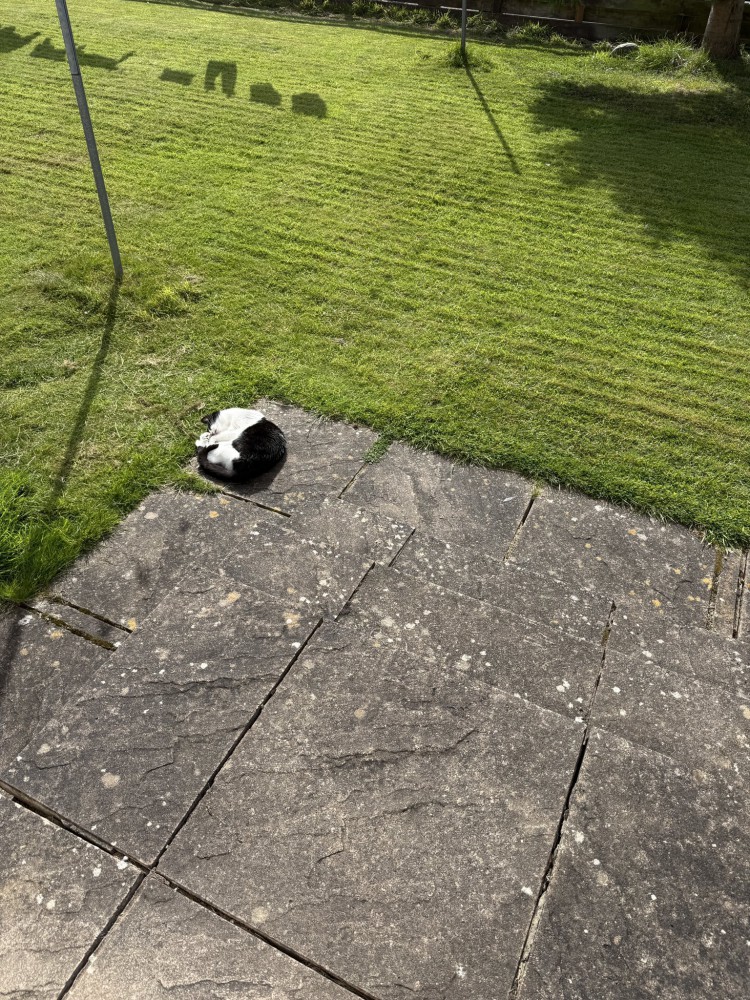 庭で寝る猫