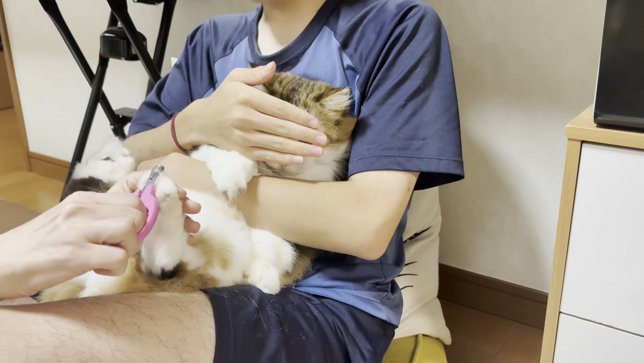 長毛猫ちゃんの目元を覆う息子さん