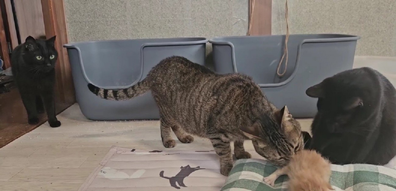 子猫の周りに集まる猫たち