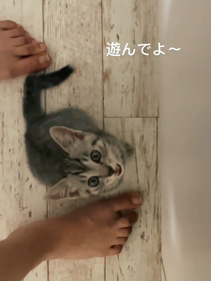 鳴いている子猫