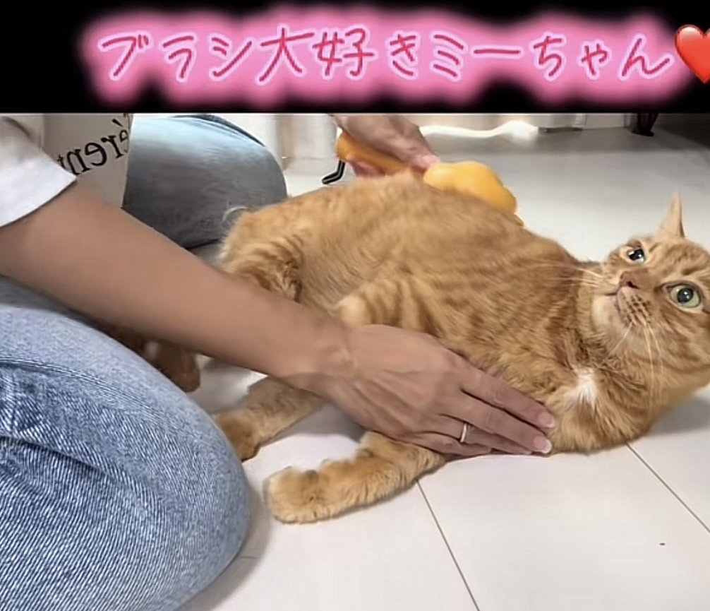「ブラシ大好きミーちゃん」のテロップ写真