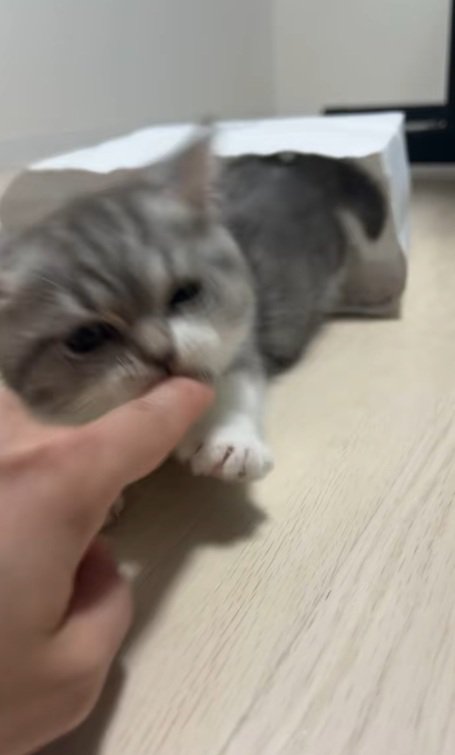 飼い主の指をくわえるミヌエットの子猫