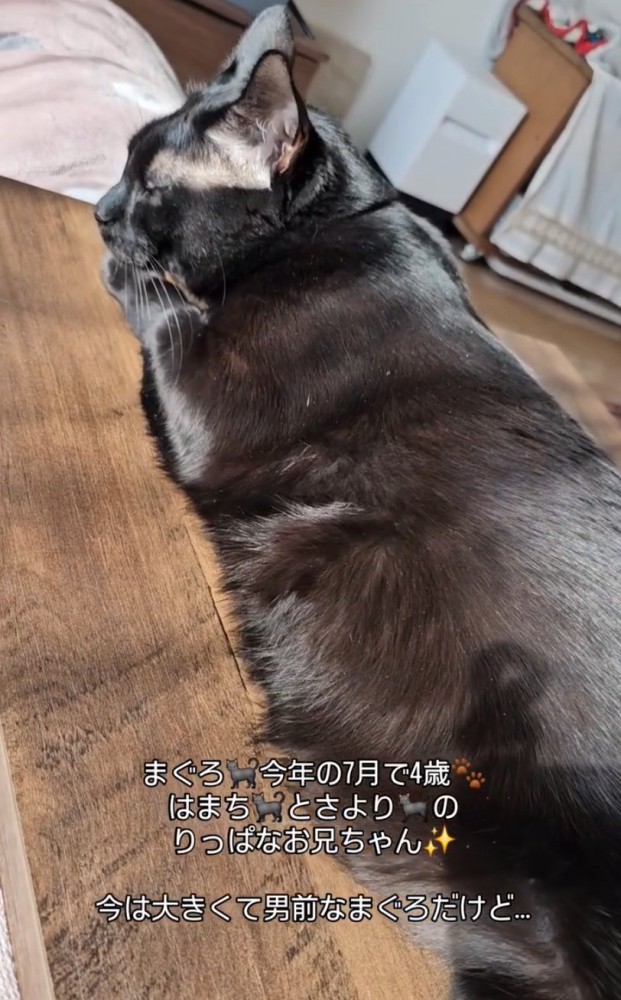 のんびりくつろぐ猫