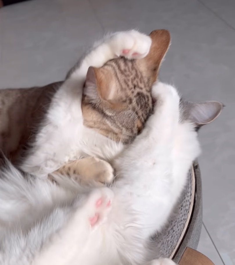 仲良く戯れ合う猫