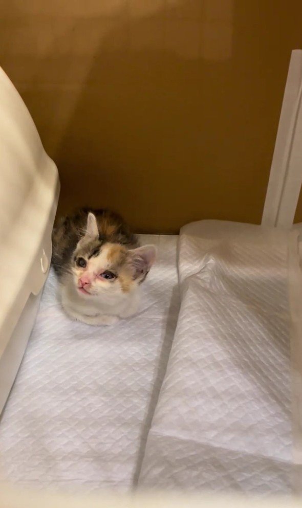 丸まっている子猫