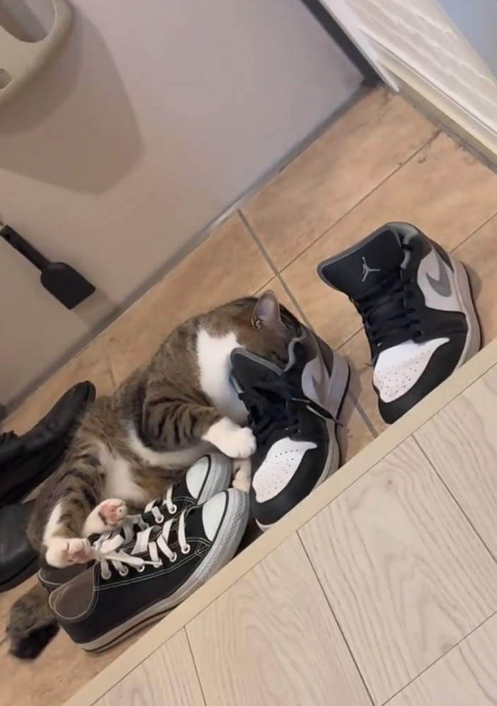 靴に顔を入れる猫
