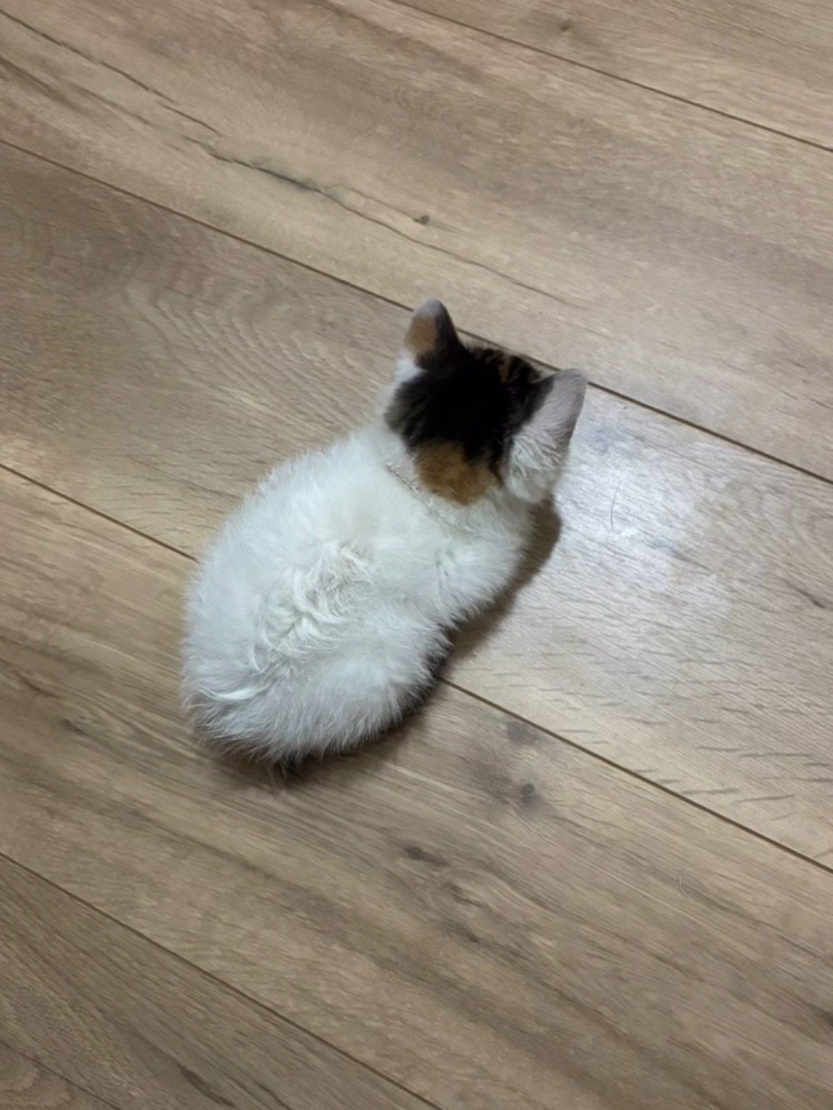 上から見た子猫