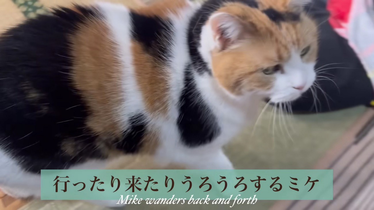 ウロウロするミケ