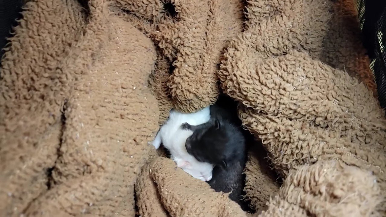 白子猫と黒子猫