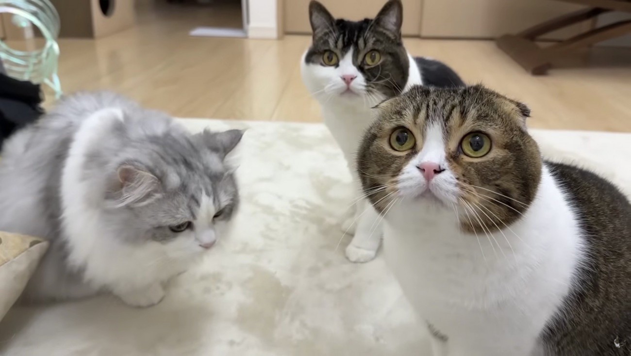 三匹の集合写真