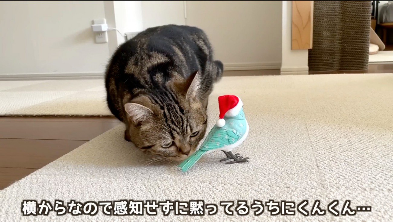 鳥のおもちゃに近づいて匂いを嗅ぐキジトラ猫