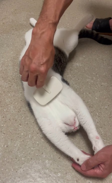 ヘソ天