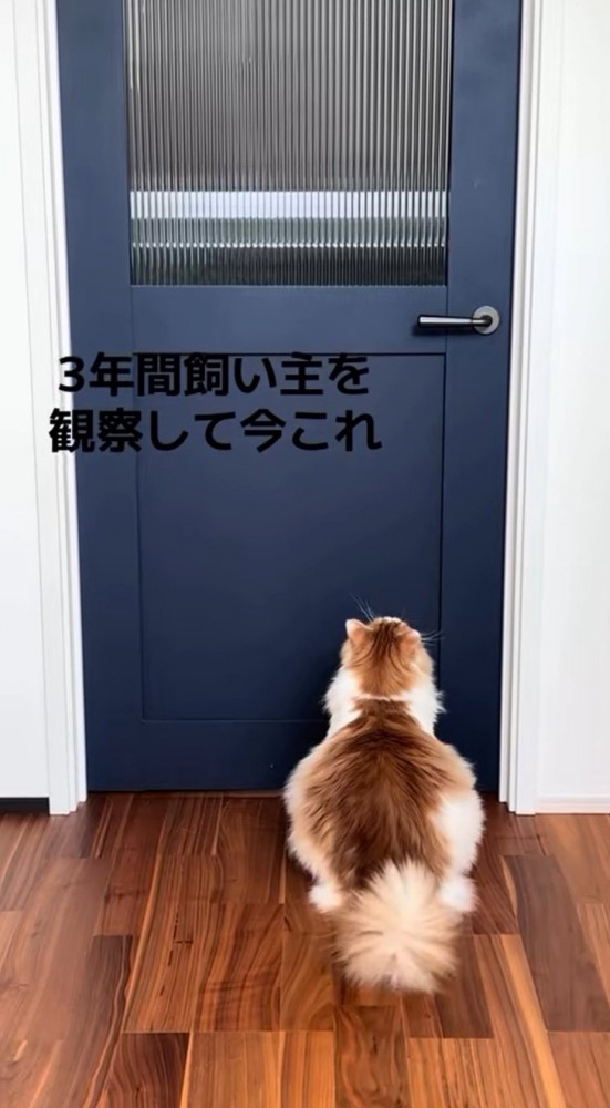 ドアの前に座ってドアを見つめる猫