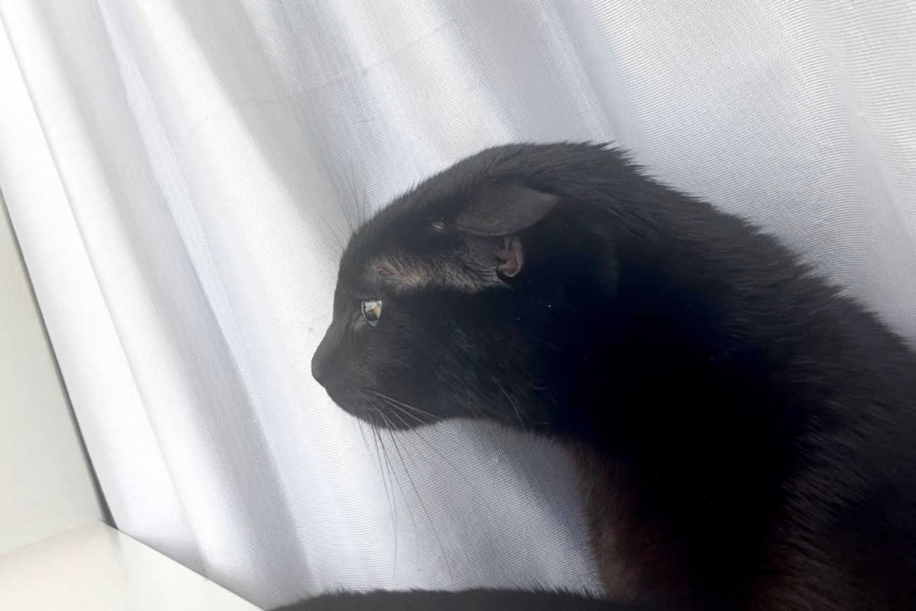 窓辺でくつろぐ黒猫