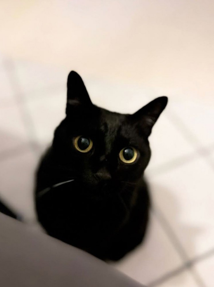 白いひげの生えた様子