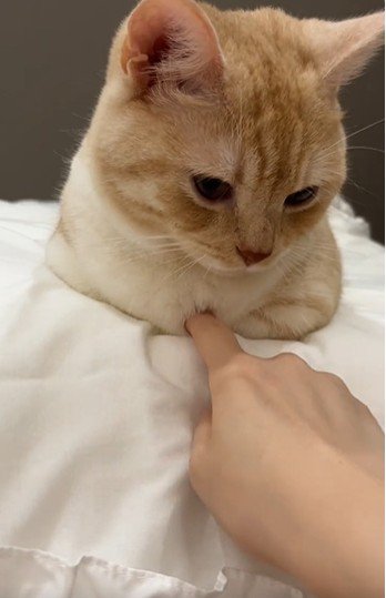 香箱座りをしている猫