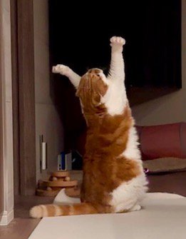 天井を見上げて前足を伸ばす猫