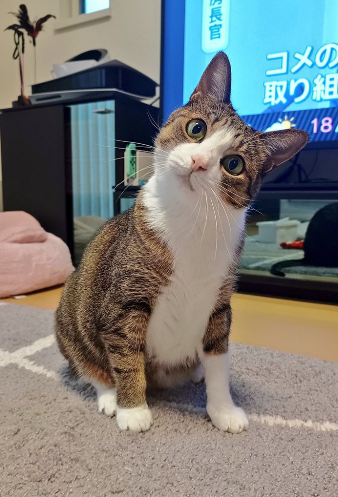 小首をかしげるキジ白猫