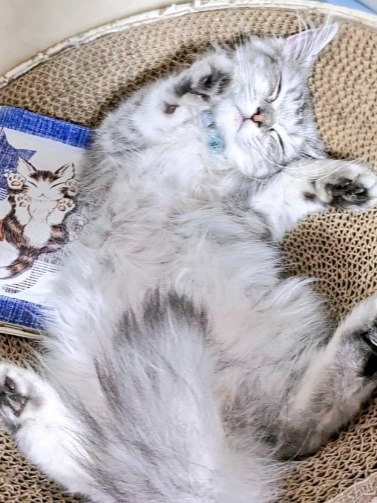 仰向けに眠る猫・しゅら君