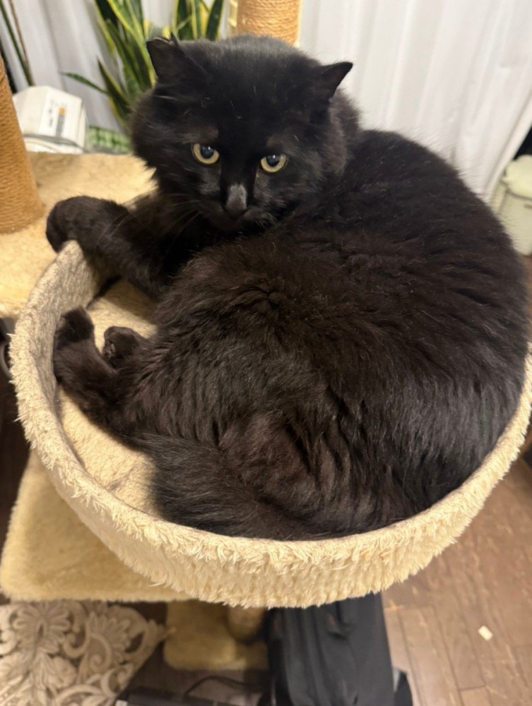 ベッドで寝ている猫