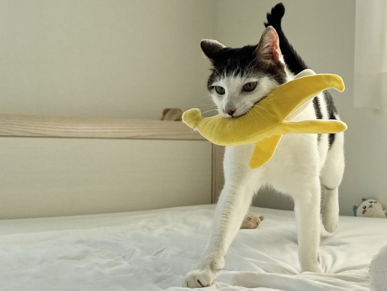 バナナを運ぶ猫