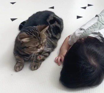 優しい目で赤ちゃんを見つめる猫