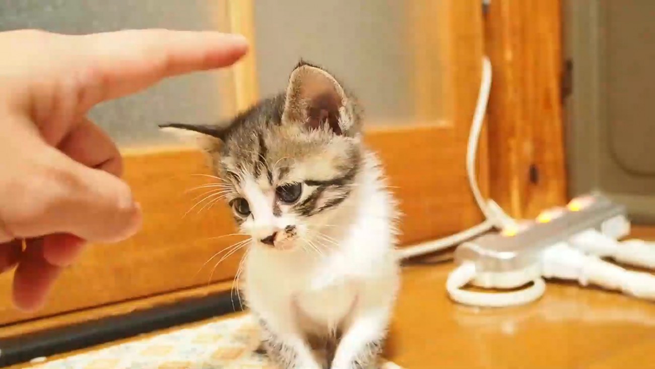 下を見る子猫