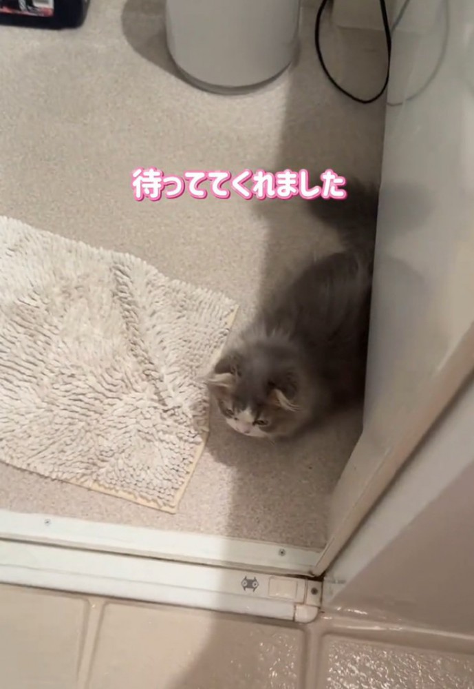 洗面所で待機する猫