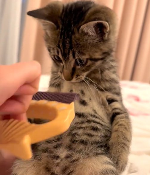 ブラシを間近で見つめる猫