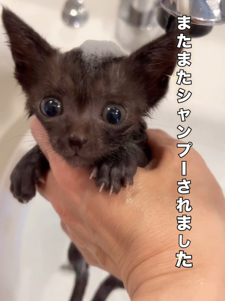 頭に泡を乗せた子猫