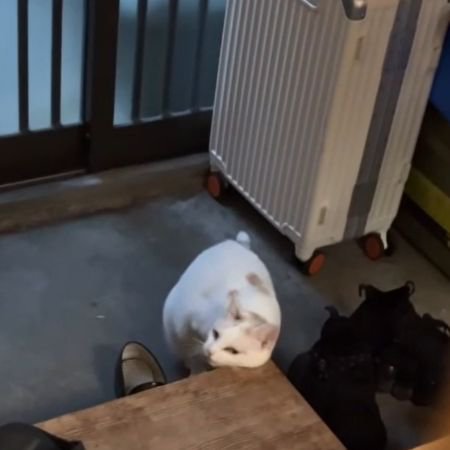 顔を横に向けて左頬を台にすり寄せる猫