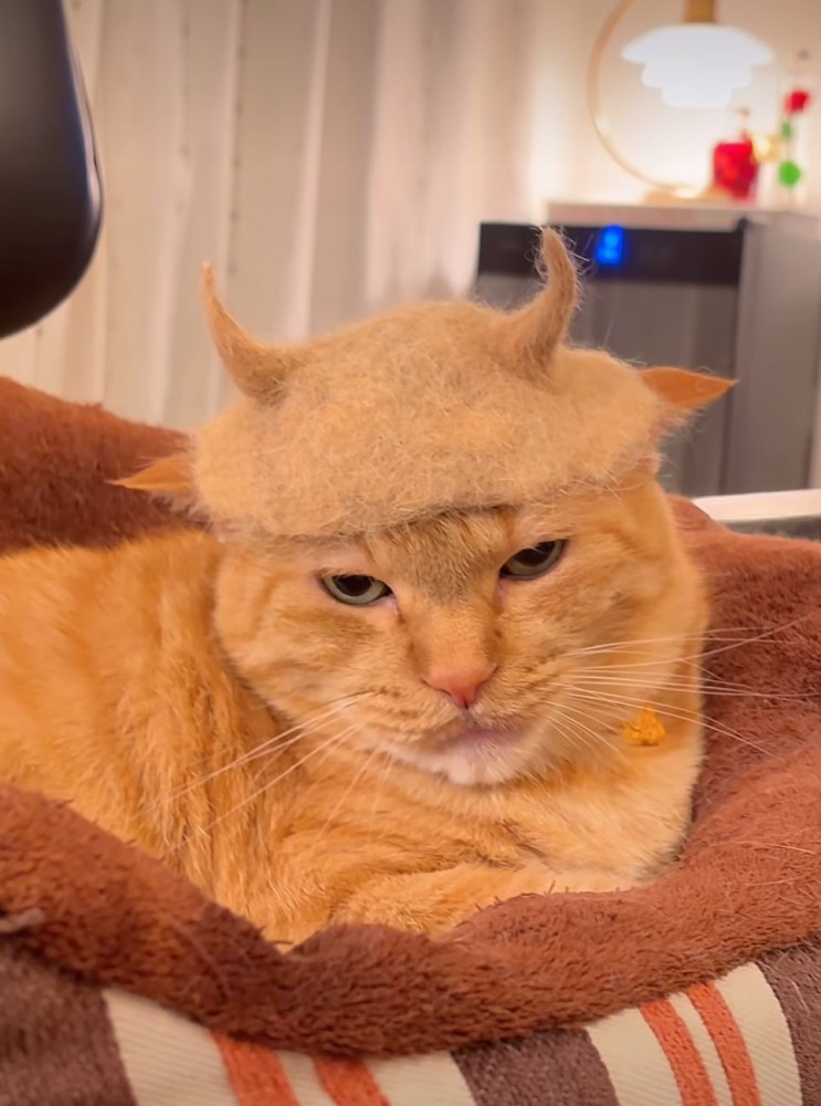 帽子を被った猫