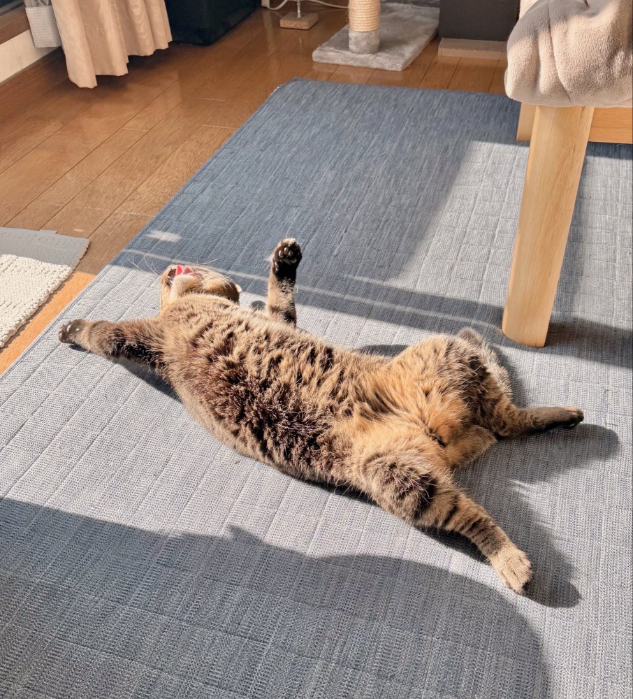 キジトラ猫が仰向けになって日向ぼっこしている様子